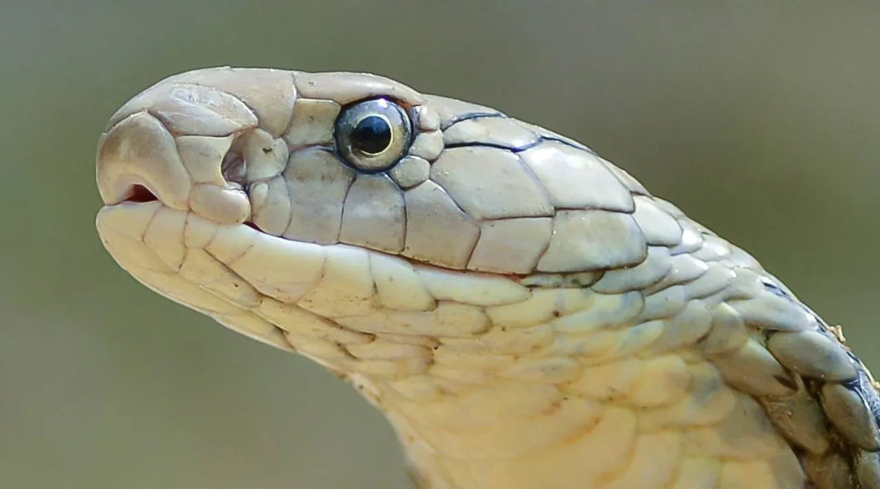 King cobra 3